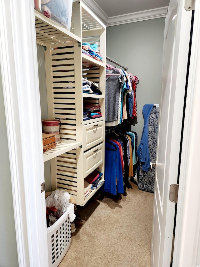 walk in closet featuring carpet floors