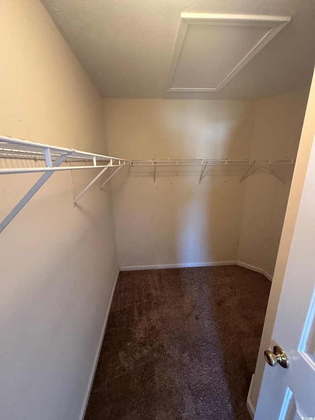 walk in closet featuring carpet floors