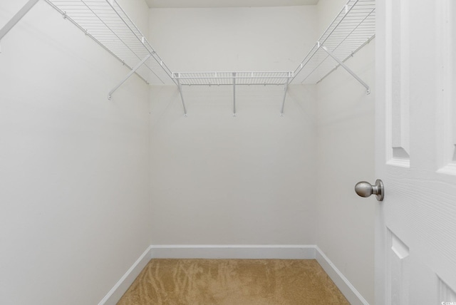 walk in closet featuring carpet flooring