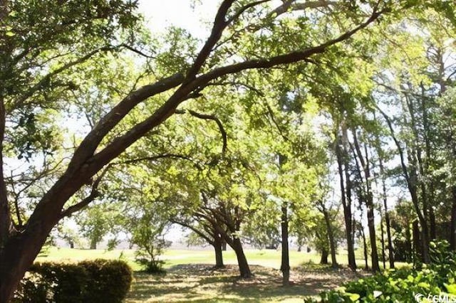 view of local wilderness