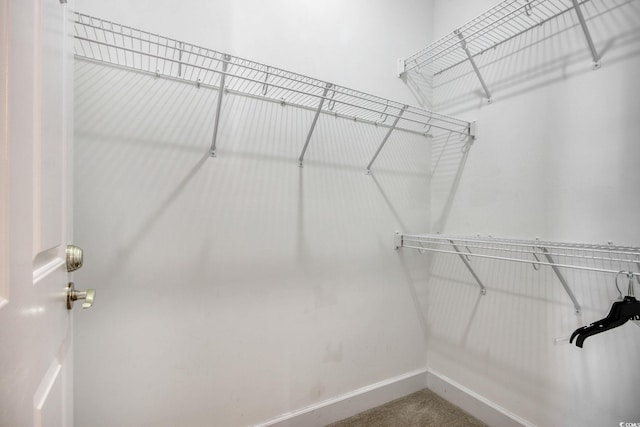 spacious closet featuring carpet floors