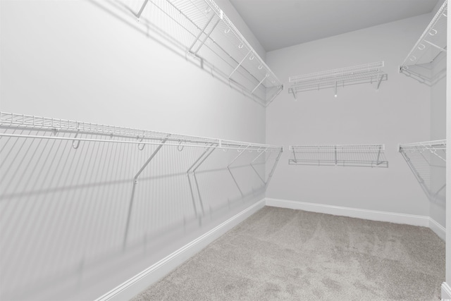 spacious closet featuring carpet