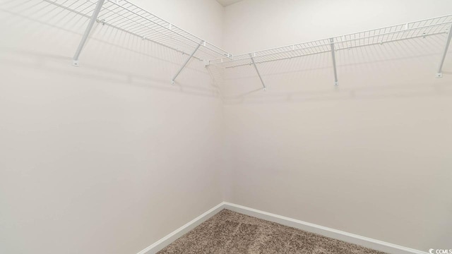 spacious closet with carpet floors