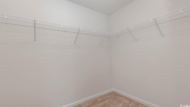 walk in closet featuring light colored carpet