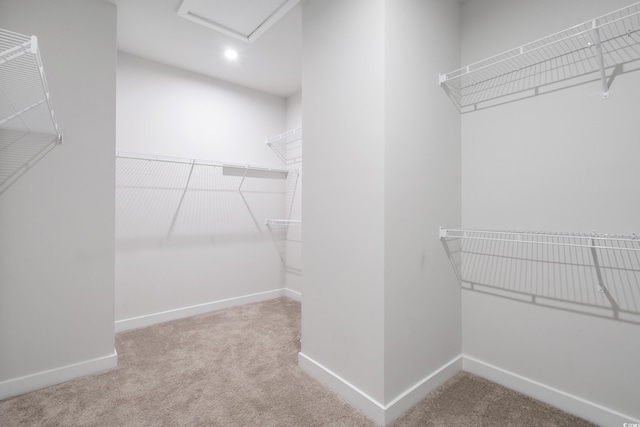 walk in closet with carpet flooring