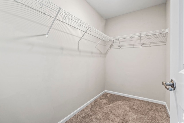 spacious closet featuring carpet