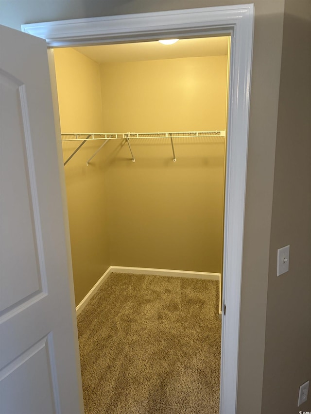 walk in closet featuring carpet flooring