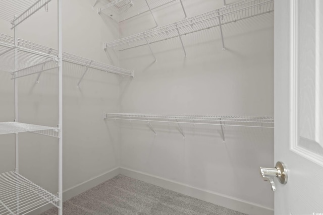 walk in closet with carpet flooring
