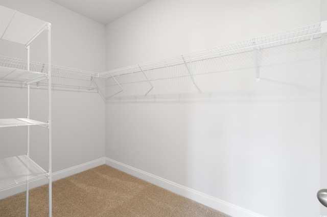 spacious closet featuring carpet