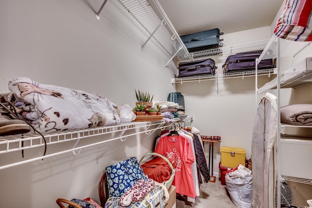 spacious closet featuring carpet