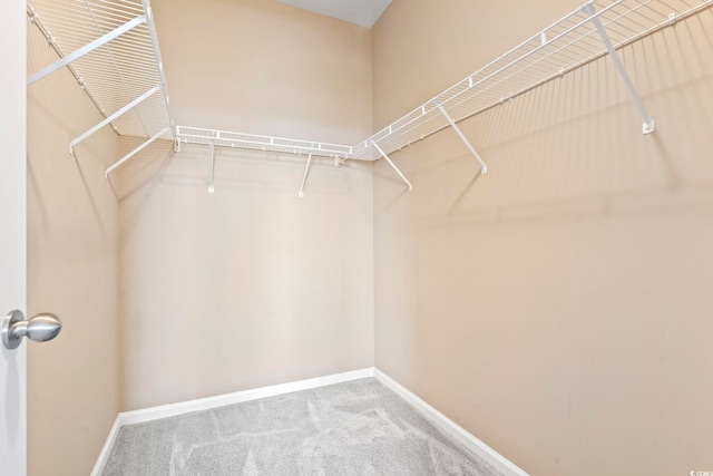 walk in closet with carpet floors