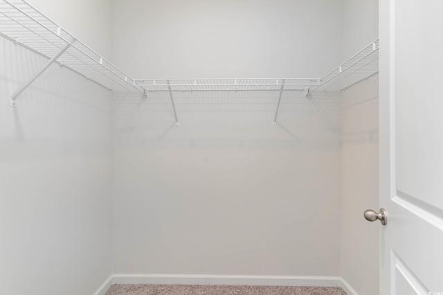 walk in closet featuring carpet floors