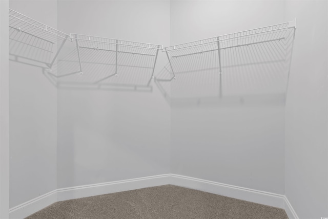 walk in closet featuring carpet floors