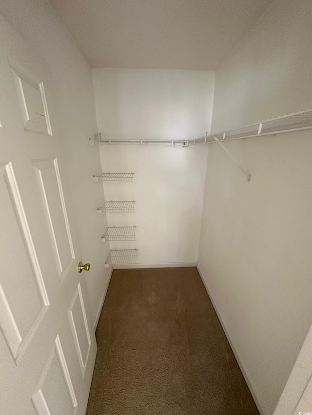 spacious closet featuring carpet floors