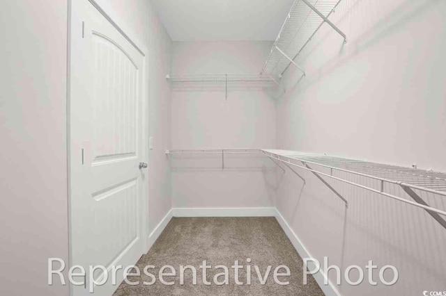 spacious closet featuring carpet floors