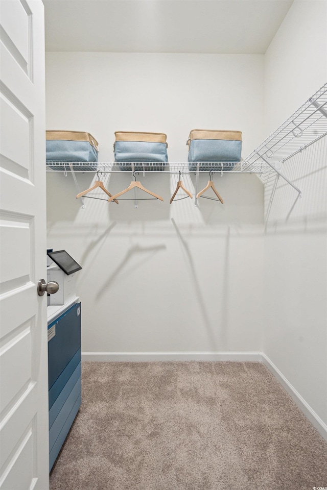 walk in closet featuring carpet flooring