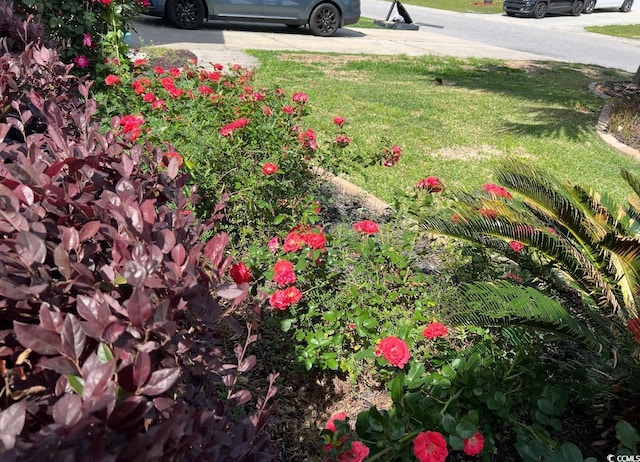 1440 Brighton Ave, Myrtle Beach, SC 29588 - view of grassy yard