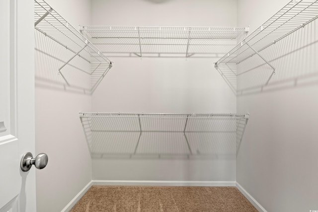 3331 Little Bay Dr, Conway, SC 29526 - walk in closet with carpet floors