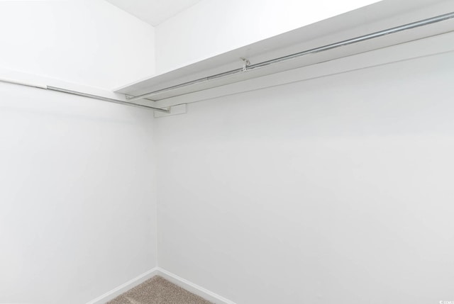 spacious closet featuring carpet