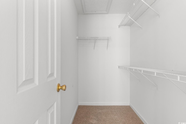 spacious closet featuring carpet floors