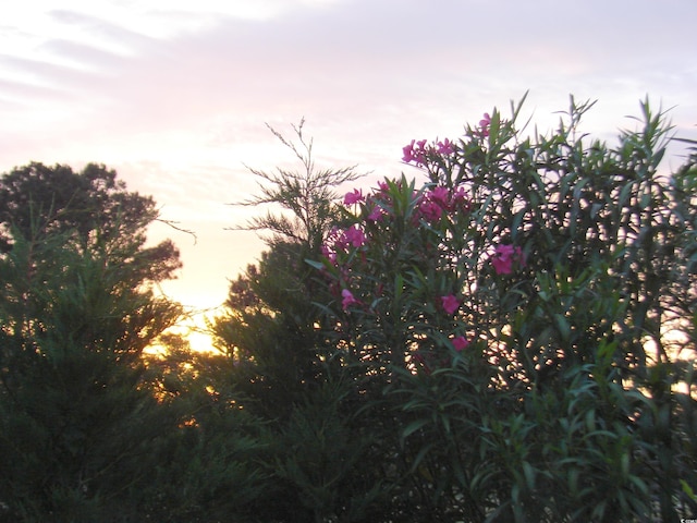1028 Whooping Crane Dr, Conway, SC 29526 - view of nature at dusk