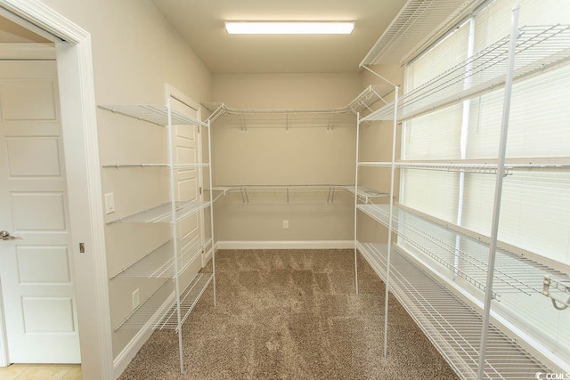 walk in closet featuring carpet