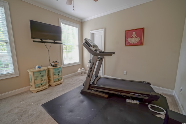 workout room featuring ceiling fan, ornamental molding, and carpet