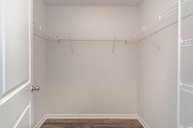 spacious closet featuring dark wood finished floors