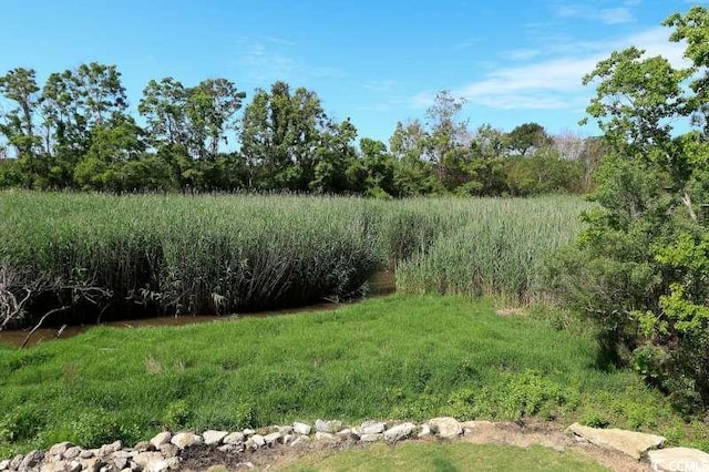 view of local wilderness