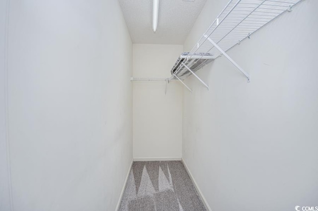 404 1st Ave N Unit H, North Myrtle Beach, SC 29582 - walk in closet featuring carpet floors