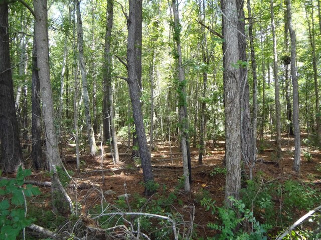 1914 Turkey Creek Rd, Nesmith, SC 29580 - photo 34
