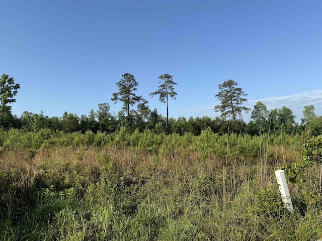 5ACRESLOT2 Old Pee Dee Rd, Hemingway, SC 29554 - photo 2