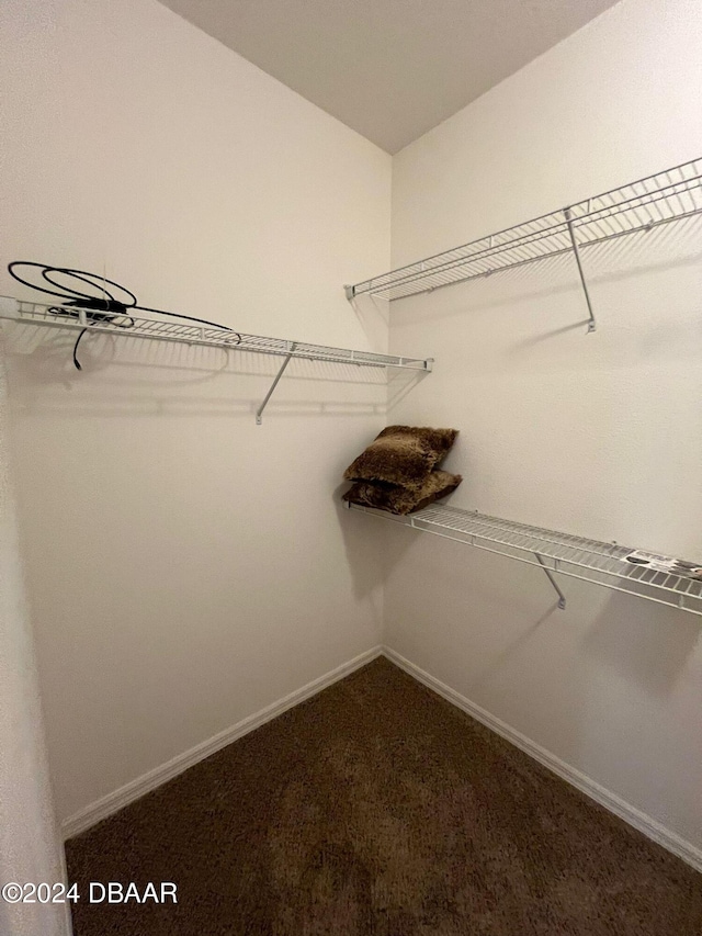 walk in closet with carpet floors