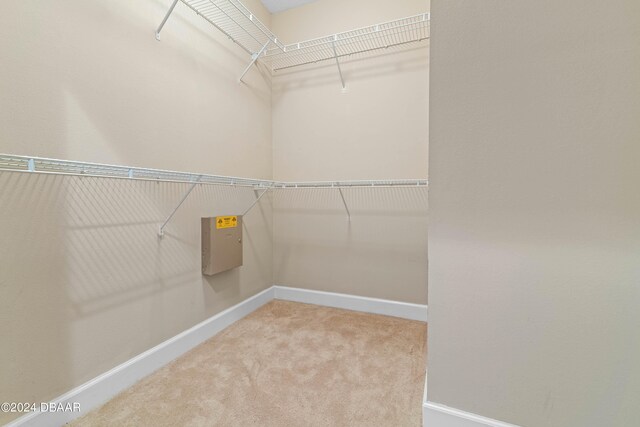 walk in closet with carpet floors