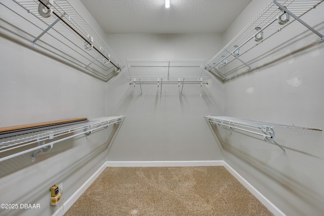 spacious closet featuring carpet