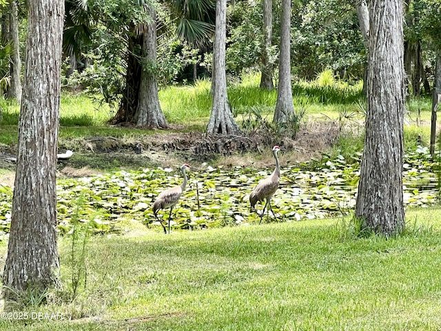 11 Winchester Rd, Ormond Beach, FL 32174 - view of nature