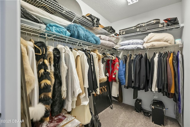 spacious closet featuring carpet flooring