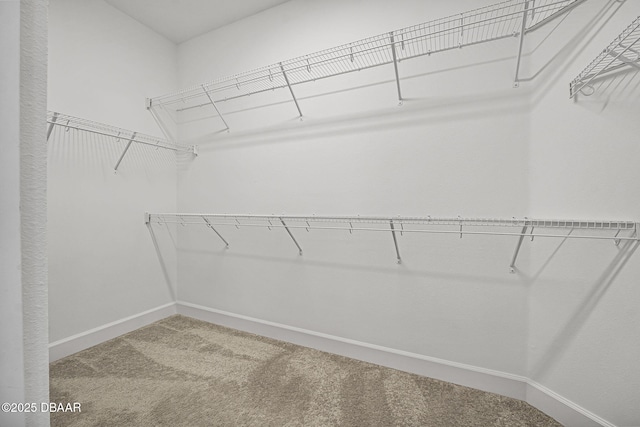 spacious closet with carpet floors