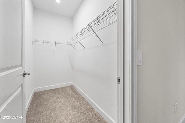 walk in closet featuring carpet flooring