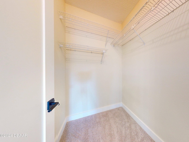 spacious closet featuring carpet floors