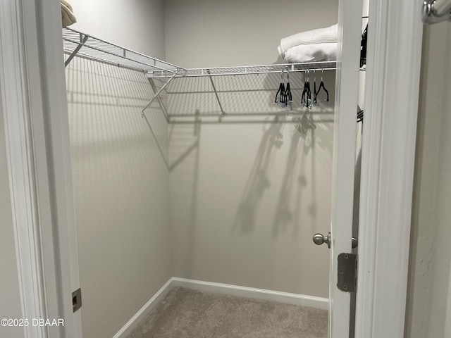 spacious closet featuring carpet