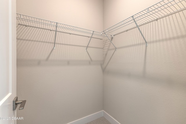 spacious closet featuring carpet flooring