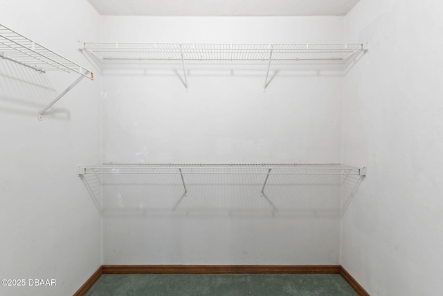 104 Herring Gull Ct, Daytona Beach, FL 32119 - walk in closet featuring carpet