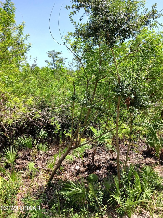 view of local wilderness