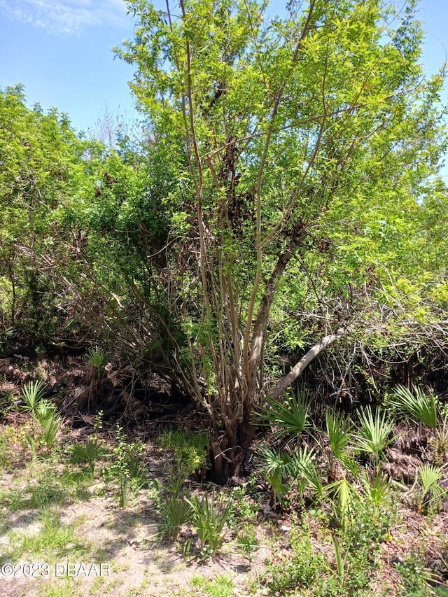 1401 S Palmetto Ave Unit 811, Daytona Beach, FL 32114 - view of nature