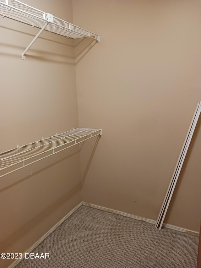 walk in closet featuring carpet floors