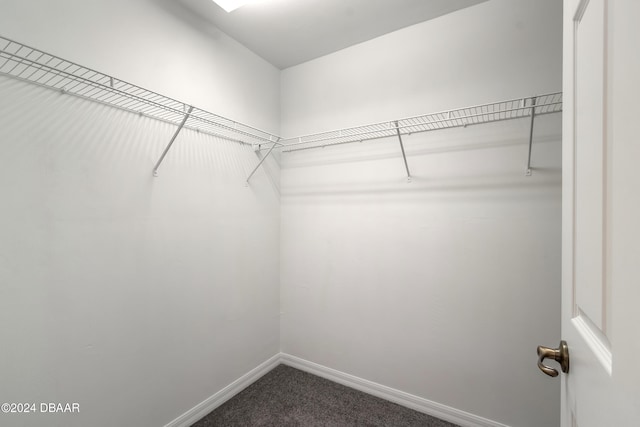 walk in closet featuring carpet flooring