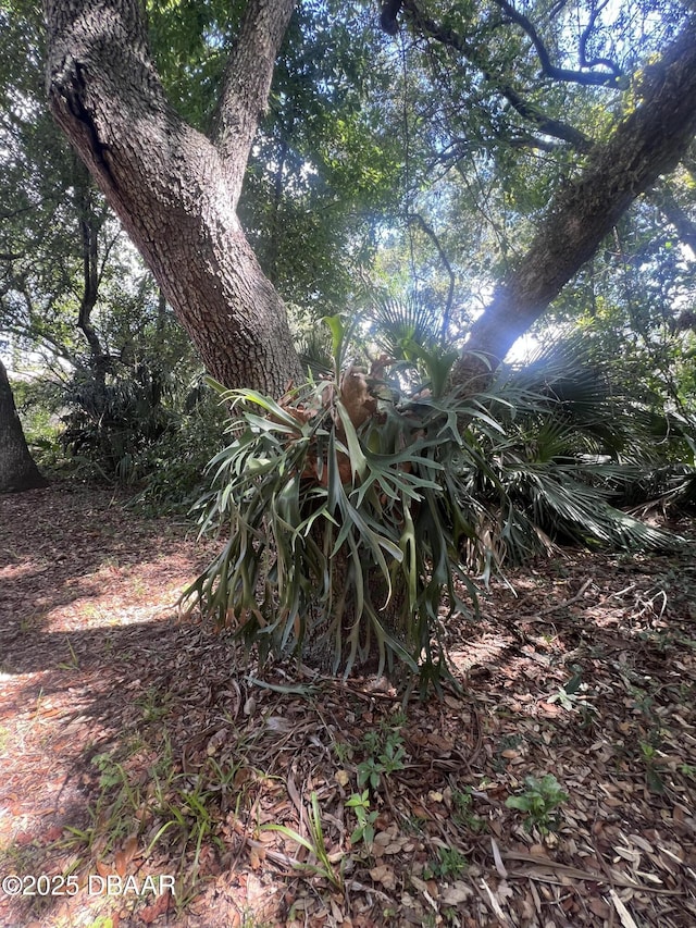 112 Underbrush Trl, Port Orange, FL 32128 - view of undeveloped land