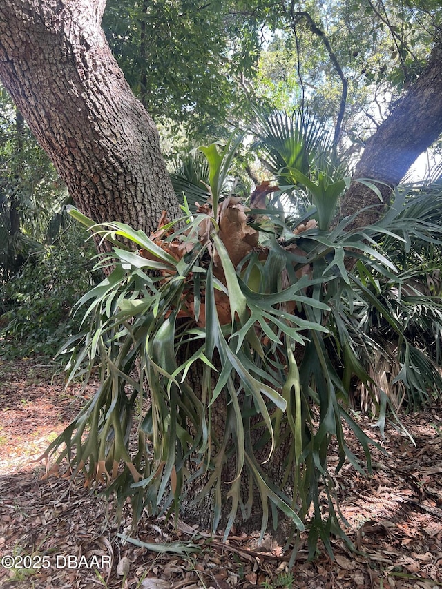 112 Underbrush Trl, Port Orange, FL 32128 - view of undeveloped land