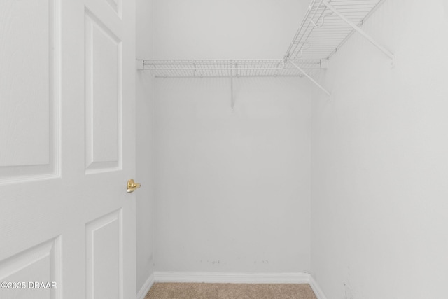 spacious closet featuring carpet flooring